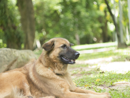 bokeh background and dollの写真素材