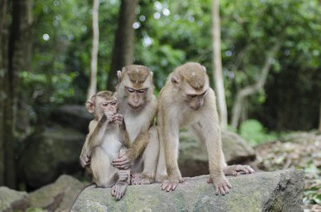 monkeys and family on Khao Toh Sae Phuket