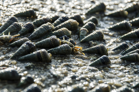 fiddler crab in mangrove forest ,Phuketの写真素材