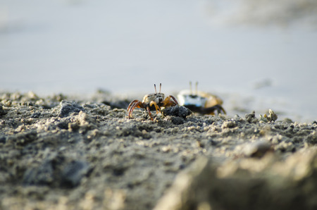 fiddler crab in mangrove forest