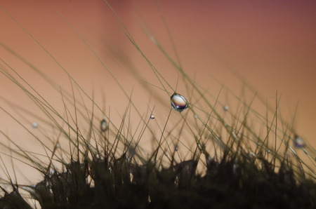 raindrop macro and reflectionの写真素材