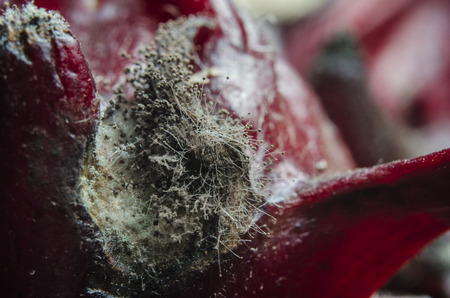 mold on fruit and food