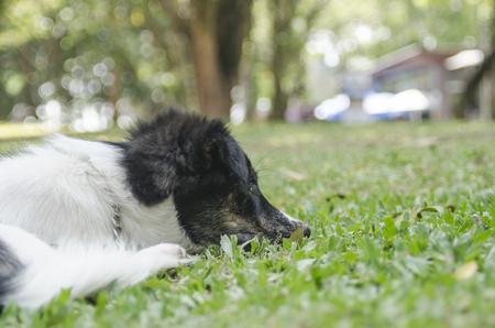 Thai dog on green groundの写真素材