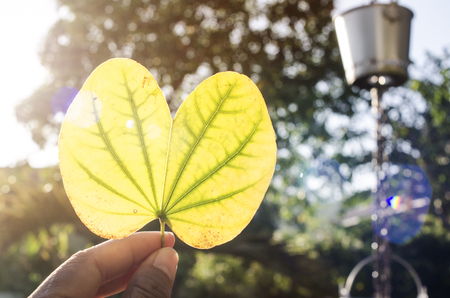 macro flower on bokeh backgroundの写真素材