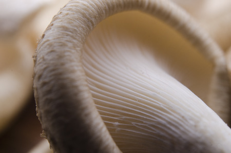 mushroom in macro styleの写真素材
