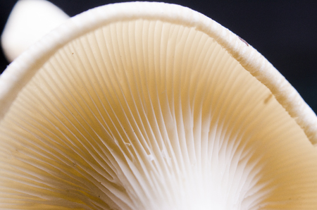 mushroom in macro styleの写真素材