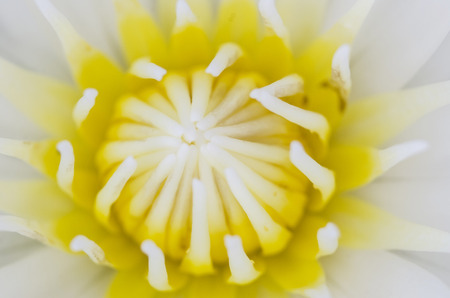 water lily and lotus macroの写真素材