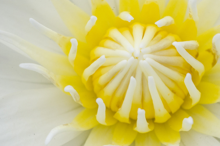 white lotus and waterlilly macroの写真素材