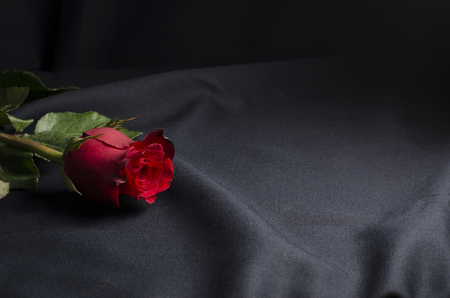 red rose and maried ringの写真素材