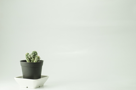 cactus in isolate and tea cup for decorateの写真素材