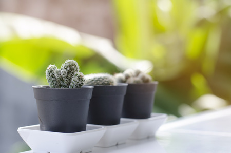 cactus and gardev decorateの写真素材