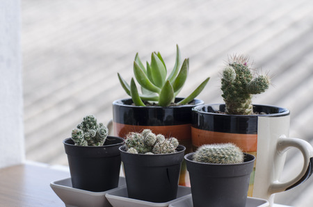 cactus and gardev decorateの写真素材