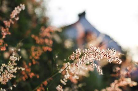 grass flower on side walkの写真素材