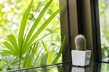 cactus and decorationの写真素材