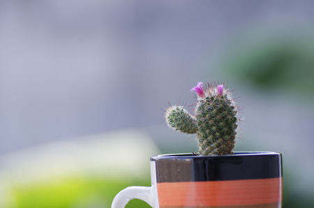 cactus and decorationの写真素材