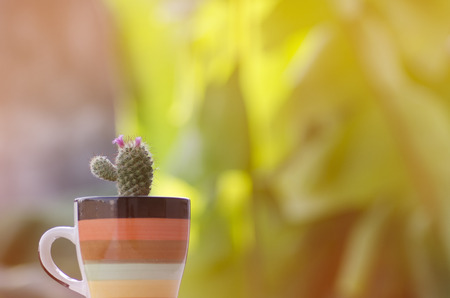 cactus and decorationの写真素材