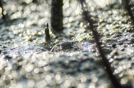 crab on moody beachの写真素材