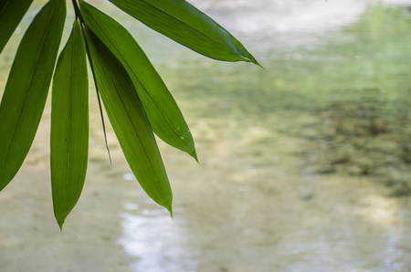 relaxing rainforest river sideの写真素材