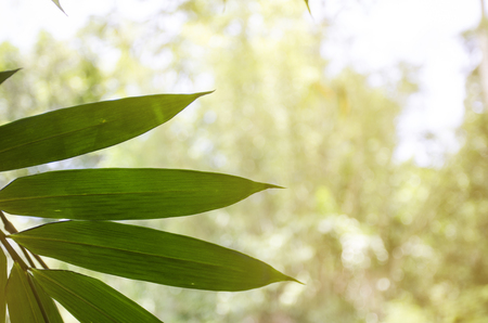relaxing river side bamboo leafe rainforestの写真素材
