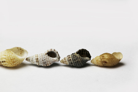 sea snail on white bacgroundの写真素材