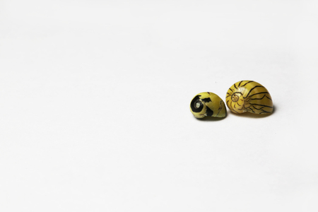 sea snail on white bacgroundの写真素材