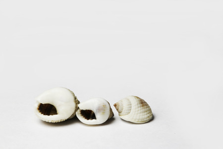 sea snail on white bacgroundの写真素材