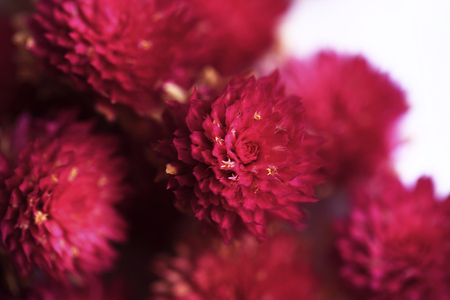 amaranth flower in macro styleの写真素材