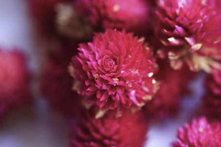 amaranth flower in macro styleの写真素材