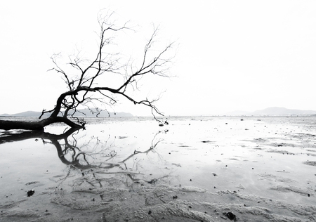 dead tree on muddy sand near by sea sideの写真素材