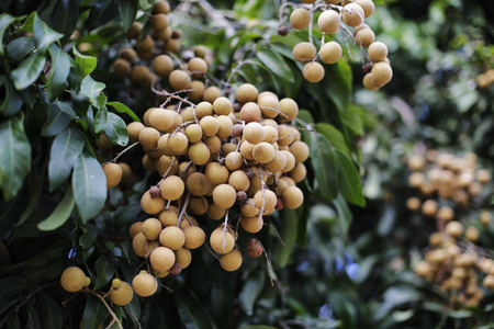longan fresh on longan treeの写真素材