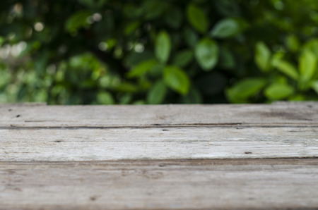 old wood background and green tree
