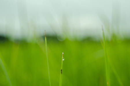 rice farm green background and bamboo hutの写真素材