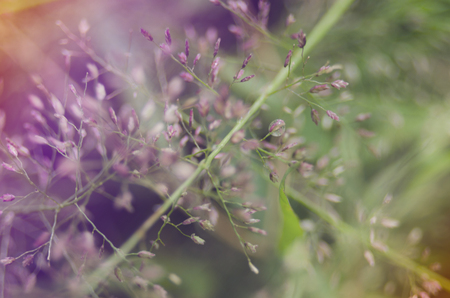 grass background bulr color lightの写真素材