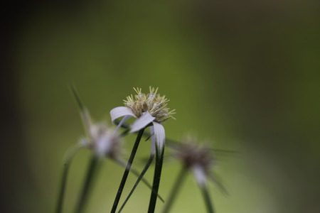 Fairy lily and white bright bokeh after rainy with morning sun light