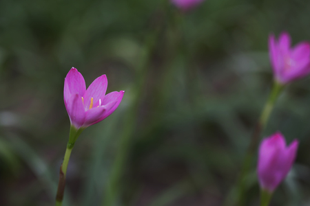 Fairy lily and white bright bokeh after rainy with morning sun lightの写真素材