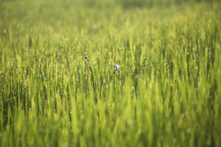Rice farming bokeh background and fog with sunlight in the morning country side of Thailandの写真素材