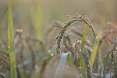 Rice filed and sweet light golden time and drop on filed beauty for backgroundの写真素材