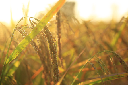 golden filed rice in sunrise and sweet lightの写真素材