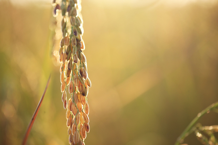Golden filed rice farmming in morning sunrise and sweet light Thailand country sideの写真素材