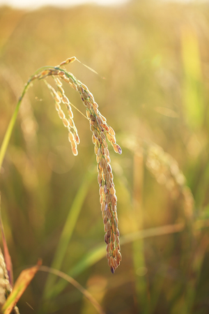 Golden filed rice farmming in morning sunrise and sweet light Thailand country sideの写真素材