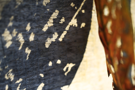 shadows on dead leaf on old wood backgroundの写真素材