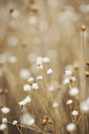 Dried field pin flower and grass nature background and warm toneの写真素材