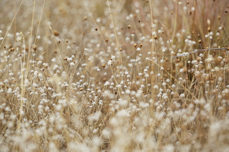 Dried field pin flower and grass nature background and warm tone
