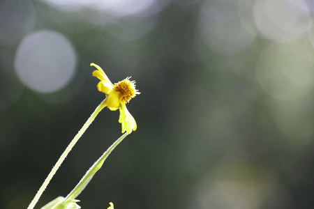 Singapore daisy and gold button flower booming on table and plant on golden garden for decorationの写真素材