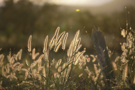 Dried field pin flower and grass nature background and warm tone
