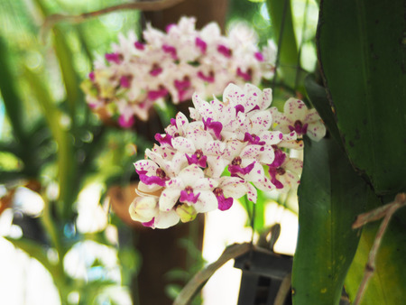 Orchid flower booming in garden sweet smellの写真素材