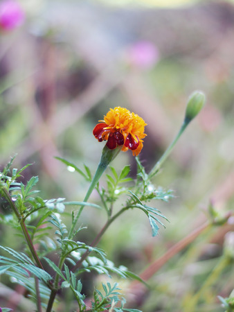 mary gold and daisy yellow in park and sweet lightの写真素材