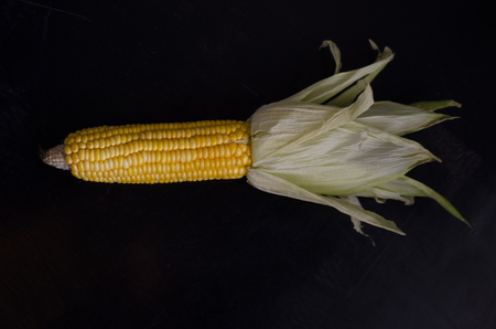 Sweet corn fresh in still life style with green cover organic food and healthyの写真素材