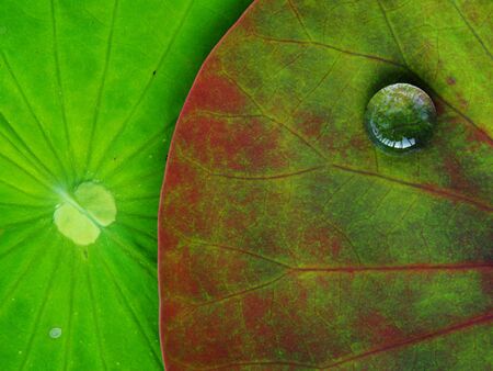 drop water on lotus laef green backgroundの写真素材