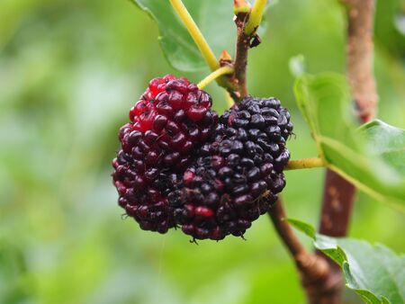 fresh red mulberry on season and healthy fruitの写真素材
